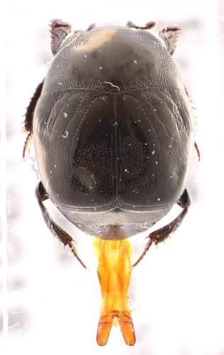 Réf. 277 020 : Saprinus semistriatus